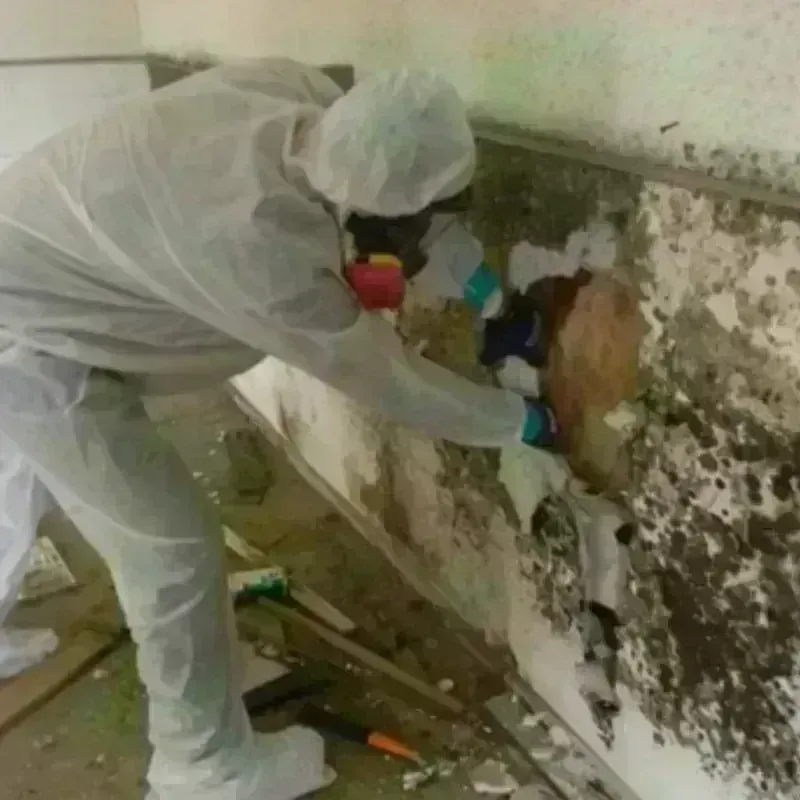 Mold Remediation and Removal in Murphys Estates, SC